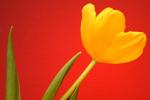 Spring colors